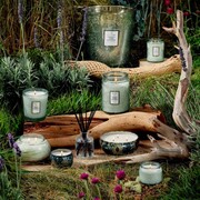 ���������� Japonica French Cade Lavender 90� 7244