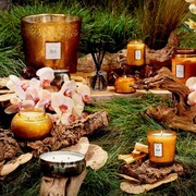 ���������� Japonica Baltic Amber 340� 7223