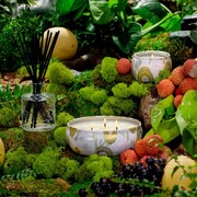 ���������� Japonica Panjore Lychee 340� 7226