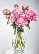 ���� Margo Plain 30,5�� B82237-305