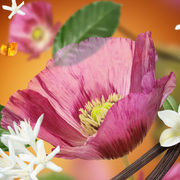 ������ ��� ��������� Aromas Velvet of Orient 200�� 6829