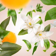 ������������� Ice Cube Diffusers Orange Blossom 100�� 7739