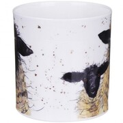 ������ Orkney Shaggy sheep suffolk 350��