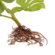 ����� ����������� �������� 54�� 1067230