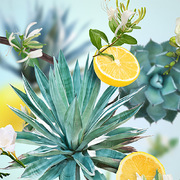 ������������� Joy � �������� Diffusers Agave Garden 180�� 6847