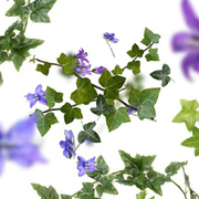 ������ ��� ��������� Aromas Lolita Lempicka 200�� 6237