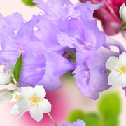 �������� ��� ���������� � �������� Car Diffusers Underneath The Magnolias 6841