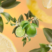 ������ ��� ��������� Aromas for the home Lemon Flower 500�� 115116