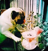 �������� ��� ���������  Martini Chiller  170�� 910568