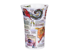 ������ Glencoe Ear 500�� 101003544