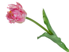 Тюльпан декоративний біло-рожевий 47см 821-106