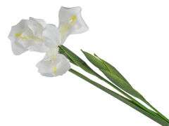 Ірис декоративний білий 76см 821-116