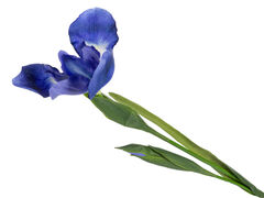 Ірис декоративний блакитний 76см 821-117