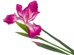 Ірис декоративний рожевий 76см 821-118