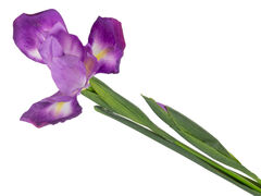 Ирис декоративный лиловый 76см 821-119