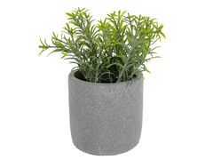 Рослина декоративна Розмарин 19х10х10см 821-147