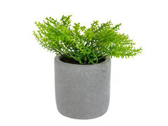 Рослина декоративна Розмарин 19х10х10см 821-149