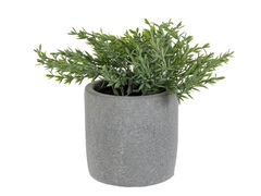 Рослина декоративна Чебрець 19х10х10см 821-148