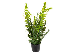 Рослина декоративна Папороть 34х30х30см 821-152