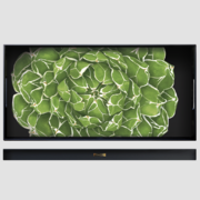 ������ Cactus 33�66�� 6-9-2