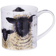 ������ Orkney Shaggy sheep suffolk 350��