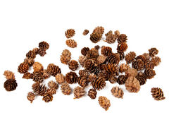 ����� ����� ������������ 100�� 801-579