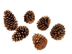 ����� ����� ������������ 801-578