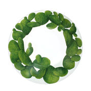 ������ ��� ���� Cactus 24,5�� 5-5-5