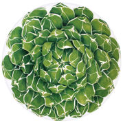 ����� ������ Cactus 31�� 5-5-6