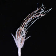 Новогодний декор Цветок белый 61см BR33707.1