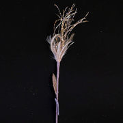 ���������� ����� ������ ������� 59�� BR33707.2